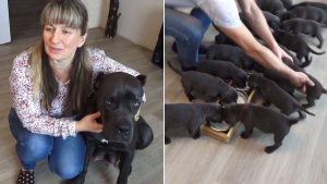 Illustration : Enceinte, cette chienne Cane Corso bat un record en mettant bas une portée de 19 chiots !