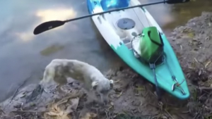 Illustration : Sauvé par un kayakiste sur une île déserte, ce chien atteint de la gale le remercie de tout son amour (vidéo)