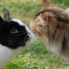 Illustration : La cohabitation entre le lapin et le chat