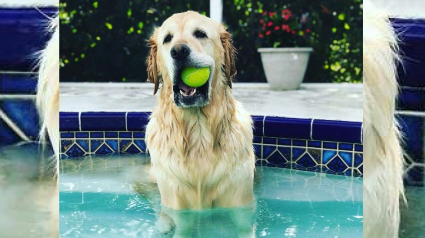 Illustration : Hypnotisé par la piscine, ce chien s'endort dès qu'il met une patte dans l'eau ! 