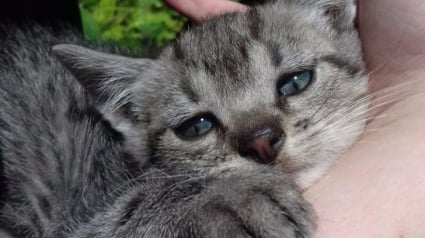 Illustration : 20 photos de chats qui ont décidé de dévoiler leur bons côtés au monde !