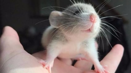 Illustration : 20 photos de rats tellement craquants qu'ils vous feront changer d'avis sur les rongeurs ! 