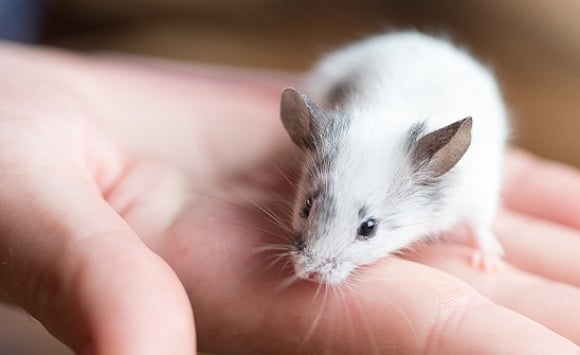 Adopter une souris : quels critères pour faire son choix ?