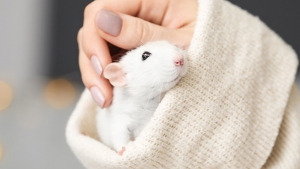 Illustration : Adopter un rat