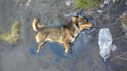 Illustration : Incapable de bouger, ce chien appelle les secours de toutes ses forces pour être extirpé d'une mare de goudron