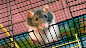 Illustration : "Reconnaître le sexe de son rat "