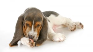 Illustration : 5 raisons pour lesquelles le test d’allergie canine EasyDNA est le meilleur test d’allergie