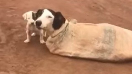 Illustration : Livré à lui-même, un chiot attend que les secours sauvent sa famille abandonnée dans un sac en tissu