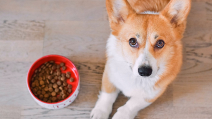 Illustration : Une révolution dans votre supermarché au rayon croquettes de votre chien ou chat : des recettes premium à petits prix