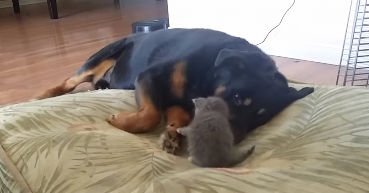 Nouvel Arrivant De La Famille Ce Chaton Tente Par Tous Les Moyens De Se Faire Accepter Par Un Rottweiler