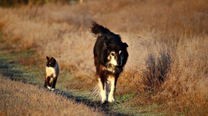 Illustration : Incapable de se déplacer seul, un chien parvient à traverser une route aidé par deux chats !