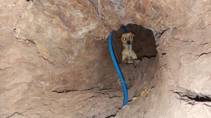 Illustration : Abandonné, ce chien vivait dans un tronc d'arbre, une association lui enseigne la confiance et l'amour ! 