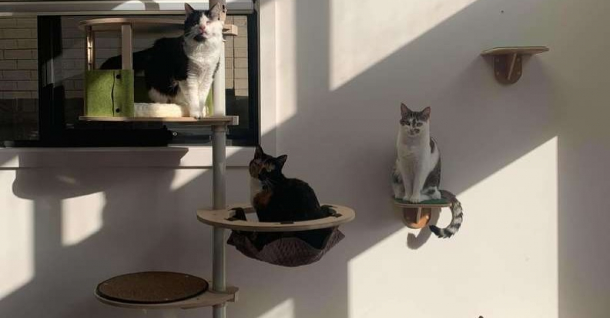 Amoureuse Des Chats Cette Famille Australienne Decide De Faire De Leur Maison Un Parc D Attraction Felin