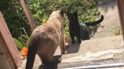 Illustration : Une chatte se lie d’amitié avec une femme et son chat, sentant que ses chatons à naître seraient en sécurité auprès d’eux