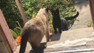 Illustration : Une chatte se lie d’amitié avec une femme et son chat, sentant que ses chatons à naître seraient en sécurité auprès d’eux