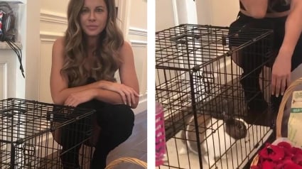 Illustration : "Ne jamais envoyer un animal de compagnie non-sollicité chez quelqu'un", l'actrice Kate Beckinsale appelle à la responsabilité ! 