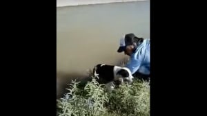 Illustration : Il stoppe tout pour sauver un chien pris au piège par le courant d'un canal, sa réaction est immédiate ! (vidéo)