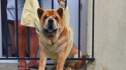 Illustration : La tête coincée entre les barreaux, ce chow-chow attend patiemment que les pompiers viennent détruire sa prison