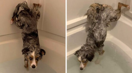 Illustration : Précieux, ce chien refuse de se mouiller les fesses quand il prend son bain ! (Vidéo) 