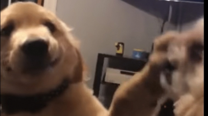 Illustration : Irrité par son frère qui lui aboie dessus ce chiot Golden Retriever a rapidement trouvé une solution ! (Vidéo)