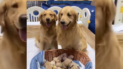 Illustration : Heureux papa, ce Golden Retriever ne sait plus comment exprimer sa joie devant sa famille au complet (Vidéo) 