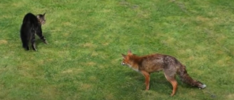 Coince Face A Un Renard Sauvage Ce Chat Parvient A Se Defendre Et S Echapper Video