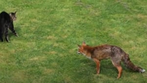 Illustration : Coincé face à un renard sauvage, ce chat parvient à se défendre et s'échapper ! (Vidéo)