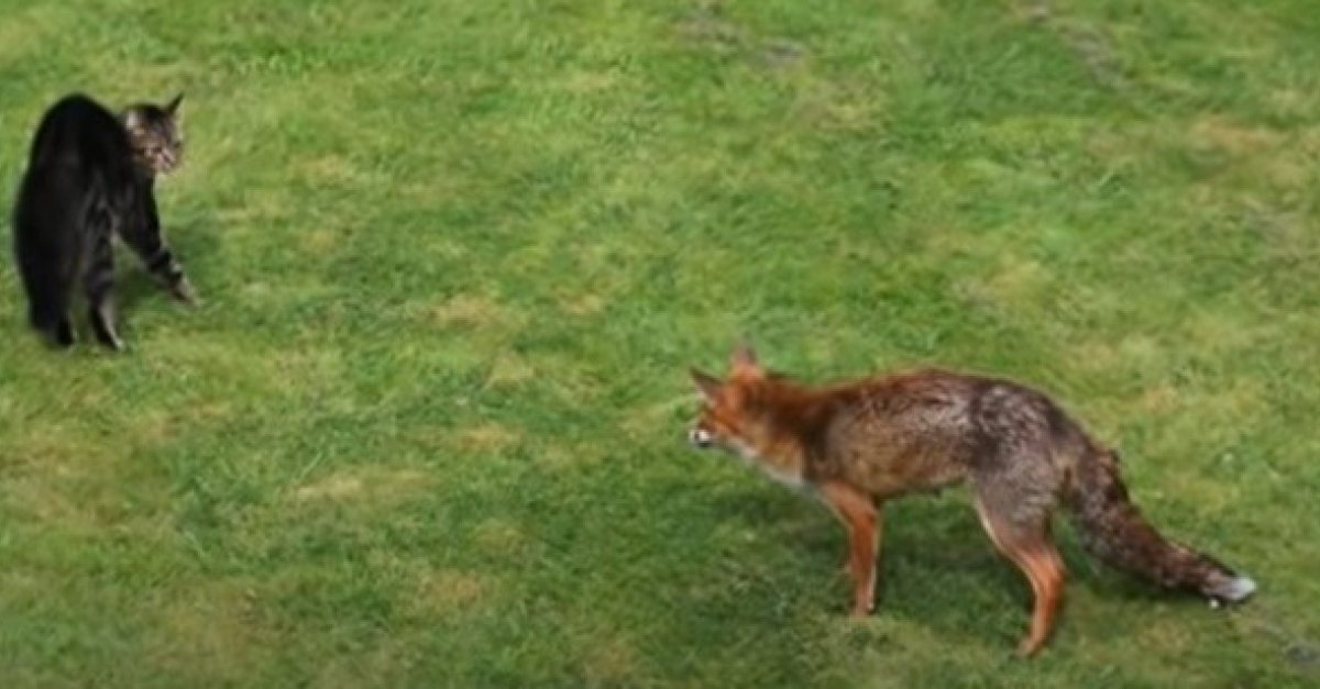 Coince Face A Un Renard Sauvage Ce Chat Parvient A Se Defendre Et S Echapper Video