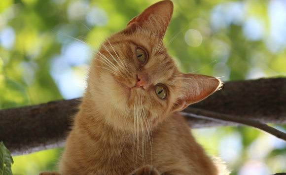 La Vision De Votre Chat Domestique Est Unique Selon La Science Vous N Etes Qu Un Autre Gros Chat Pour Lui