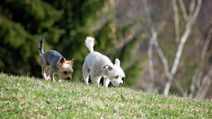 Illustration : Une étude dévoile la capacité du chien à ressentir le champ magnétique terrestre. Une faculté qui lui permettrait de développer son sens aigu de l'orientation !