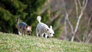 Illustration : Une étude dévoile la capacité du chien à ressentir le champ magnétique terrestre. Une faculté qui lui permettrait de développer son sens aigu de l'orientation !