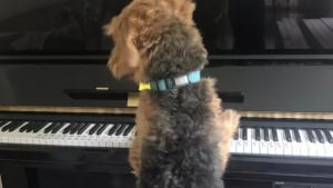 Illustration : 16 chiens qui sont devenus les "Mozart" du règne animal en jouant du piano ! 