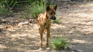 Illustration : Les chiens sauvages d'Australie deviennent de plus en plus gros, les chercheurs mettent en cause les pesticides ! 