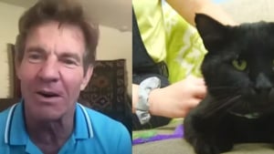 Illustration : Dennis Quaid l'acteur de "Mes vies de chien" adopte un chat dans un refuge qui s'appelle : Dennis Quaid