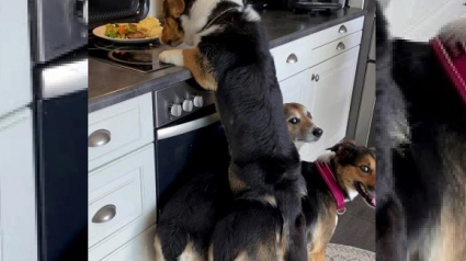 Illustration : Un trio de chiens parvient à voler les restes de table en utilisant une méthode acrobatique (Vidéo) 