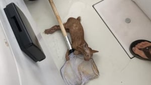 Illustration : Un chaton perdu au milieu de l'océan se fait entendre, des pêcheurs tentent de le sauver à l'aide d'un filet de pêche !