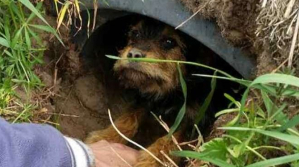 Illustration : Un couple découvre et sauve un chien aux pattes cassées, errant il vivait dans un fossé sur le bord de la route !	