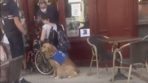 Illustration : "Quoi qu’il arrive, vous ne rentrez pas" : un commerçant refuse l'entrée d'une personne handicapée à cause de son chien d'assistance