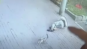 Illustration : Un chat survit à une grosse chute de balcon, mais assomme l'homme sur lequel il tombe ! (Vidéo)