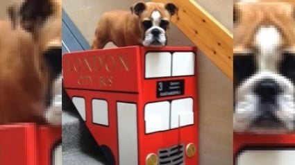 Illustration : Pour entretenir leur Bouledogue Anglais atteint d'arthrite, une famille met au point un monte-escalier pour chien aux couleurs des bus anglais ! 