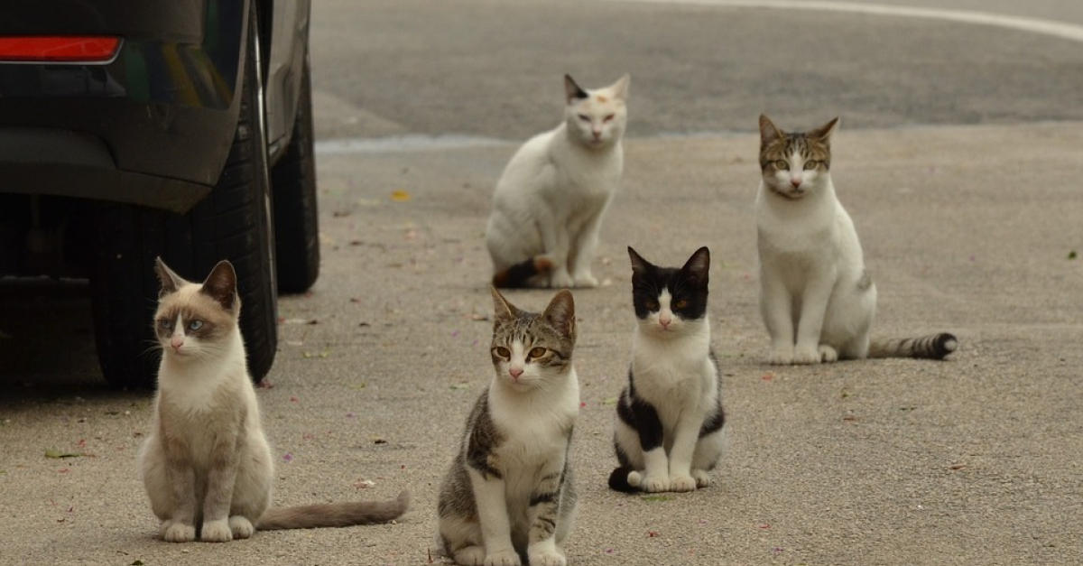 Recrudescence De Chats Errants En Cote D Or Le Confinement Mis En Cause