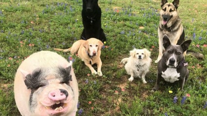 Illustration : Élevé en meute, le cochon de cette famille se prend désormais lui-même pour un chien ! 