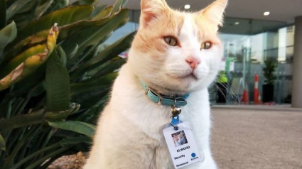 Illustration : Après plus d'une année à errer devant cet hôpital, ce chat obtient un poste d'agent de sécurité !