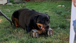 Illustration : Ce Rottweiler a un drôle de jouet préféré : un haltère de 14 kilos !