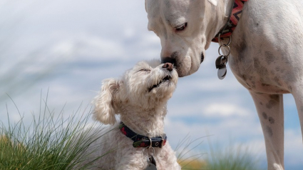 Illustration : Selon cette étude, comme l'Homme, le chien pratiquerait le mimétisme comportemental face à une situation inconnue pour mieux l'appréhender.