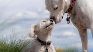 Illustration : Selon cette étude, comme l'Homme, le chien pratiquerait le mimétisme comportemental face à une situation inconnue pour mieux l'appréhender.