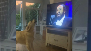 Illustration : Chanteur invétéré, ce Golden Retriever ne peut s'empêcher de donner de la voix dès qu'il entend Luciano Pavarotti 