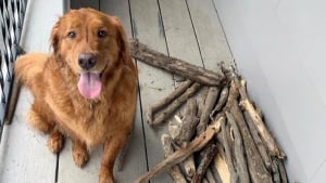 Illustration : Amoureux des promenades, ce Golden Retriever a débuté une collection étrange à base de bâtons ! 