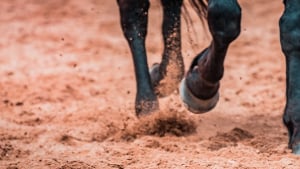 Illustration : La gale de boue ou dermatophilose chez le cheval