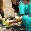 Illustration : La trousse de premiers secours du cheval